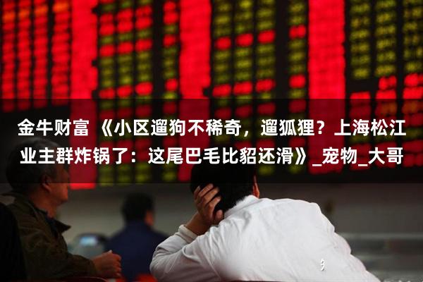 金牛财富 《小区遛狗不稀奇，遛狐狸？上海松江业主群炸锅了：这尾巴毛比貂还滑》_宠物_大哥